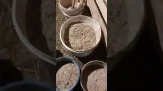 КРС. Быки на откорм