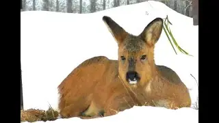 Косуля хозяйничает на огороде.