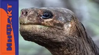 The most rare animals (part 2)