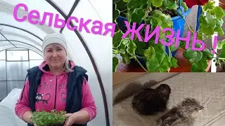 УРА! Начался ВЫЛУП 🐣🐣🐤/ Ответы ПОДПИСЧИКАМ/ Прошу СОВЕТА .