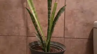 What houseplant grow with no window room?