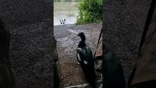 Great weather for ducks... You sure about that? 🤔🦆 #muscovyduck #Muscovy #Duck #Rain #Fishing #Carp