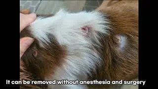 When your old shih Tzu dog have skin tumor #DOG #doglover #cão #tick #dogs