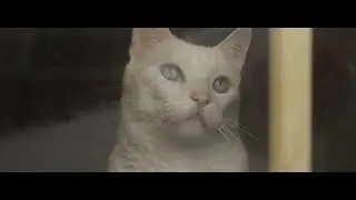 BLACK AND WHITE CAT