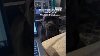 Don’t even think about getting any work done 😂
