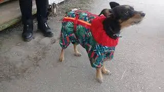 Шью одежду для собак