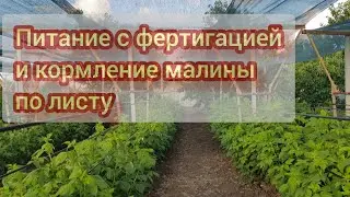 Питание малины в сильную жару после стрессов от заморозков и для набора зелёной массы