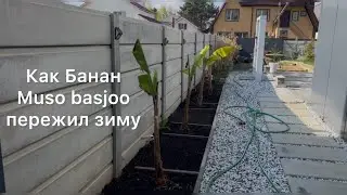 Открыл банан Musa basjoo после зимы 🌴 8 марта 2025