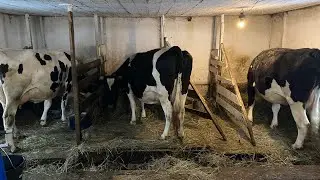 Для новичков о коровах/ 1 серия/ О чем задуматься до покупки коровы?