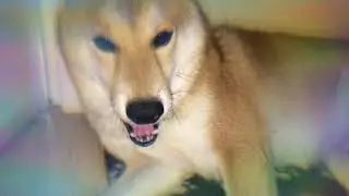 Dog Yawning To Sexy Music