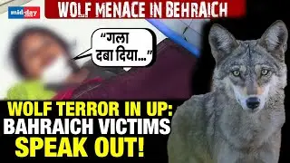 UP wolf terror: Victims in Bahraich Recount Horrifying Attack by Man-Eating Wolf