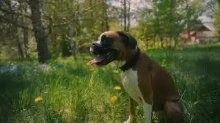 Je vašemu psovi vedro? 🐶 Máme tip! | Allegro.cz