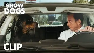 Show Dogs | 