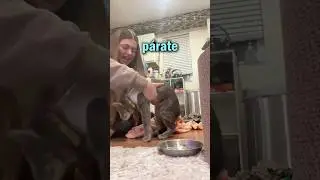 A Este Gato NO le Gustó su Regalo…