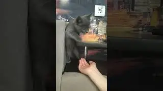 знакомьтесь))) наш Лайк. котику 2 месяца от роду. животные