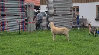 Widder contra Bock, Jachenau