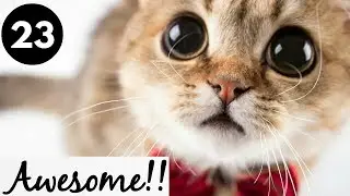 Animals are Awesome!!! #23