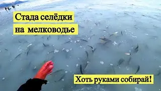 I pick herring with my hands!