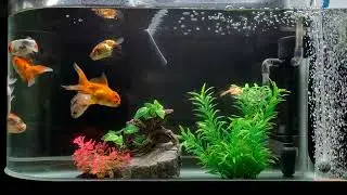 VID 20220407 200945