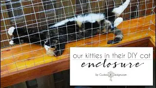 our cat enclosure