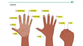 HANDS AND FEET VOCABULARY