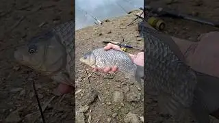 Карасик на пружину 