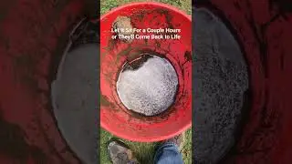 BEST Natural Ant Killer that WON'T Kill Grass!