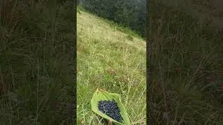 doğa, doğal, huzur, terapi, meditasyon.. #doğa #doğal #yayla #karadeniz #orman #nature