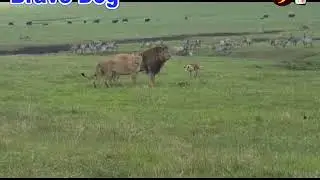 Funny Dog| Brave Dog fights with Lion| MH9TV