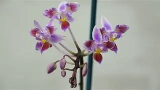 Первое ДОМАШНЕЕ ЦВЕТЕНИЕ Phalaenopsis equestris (variation).ОРХИДЕИ.