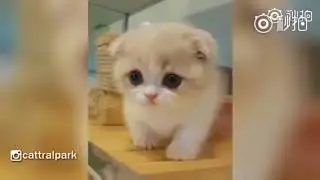 嘤嘤嘤，小奶猫激萌上线