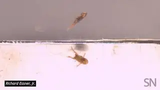 stupid frog