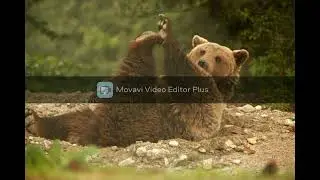 Мечкадрски кючек