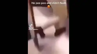 My first short, this video is from tiktok #tiktokvideo