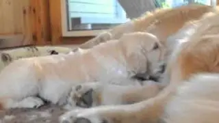 Golden retriever  eating. 25 days/Щенок ретривера сосет молоко