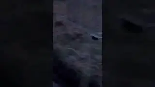 Малинкы собака 🐕