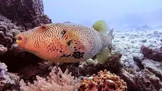 Pristine Diving | Pemba Island | Tanzania | Ep.10