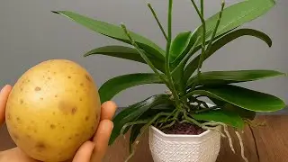 All you need is a potato - and your orchids will bloom all year round!