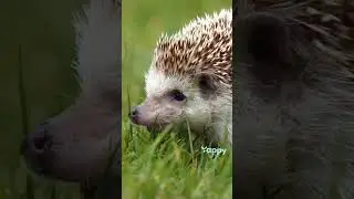 Вся правда про ежей