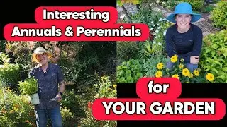 Annuals & Perennials That You'll Love