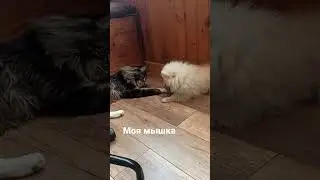 my mouse #шортс #animals #тикток #животные #tiktok #топ #рек #instagram #cat #dog #shorts #рекоменда