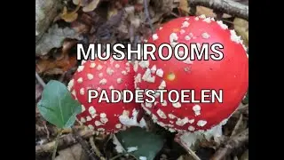 PADDESTOELEN - MUSHROOMS - FUNGHI -CHAMPIGNONS