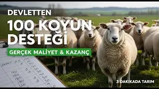 Government Support for 100 Sheep | Real Cost and Profit Calculation