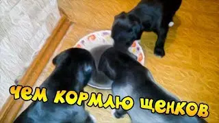 фаина питбуль)) чем кормить щенят (щенков)