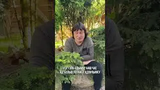 Бизнес на дачном участке. 