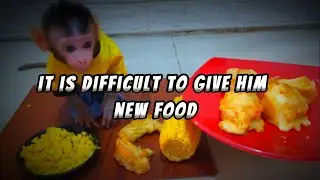 it is difficult to give him new food ,Lovely Fauna Youtube Channel