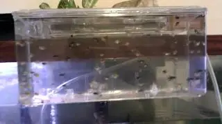 Baby Angelfish Breeder Boxes
