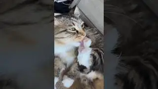 Cleaning jelly beans before they get packaged 🫘 #kitty #cutecat #catlover #cutepet #cute #love