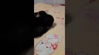 игры котят #cat #shorts