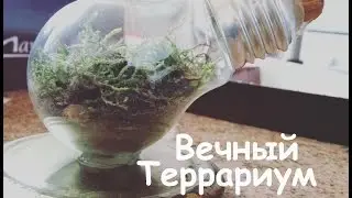 Вечный Террариум